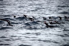 06A Penguins Swimming In The Water Near Danco Island On Quark Expeditions Antarctica Cruise.jpg